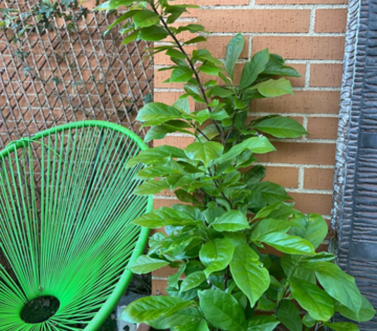 Después de Nutribase