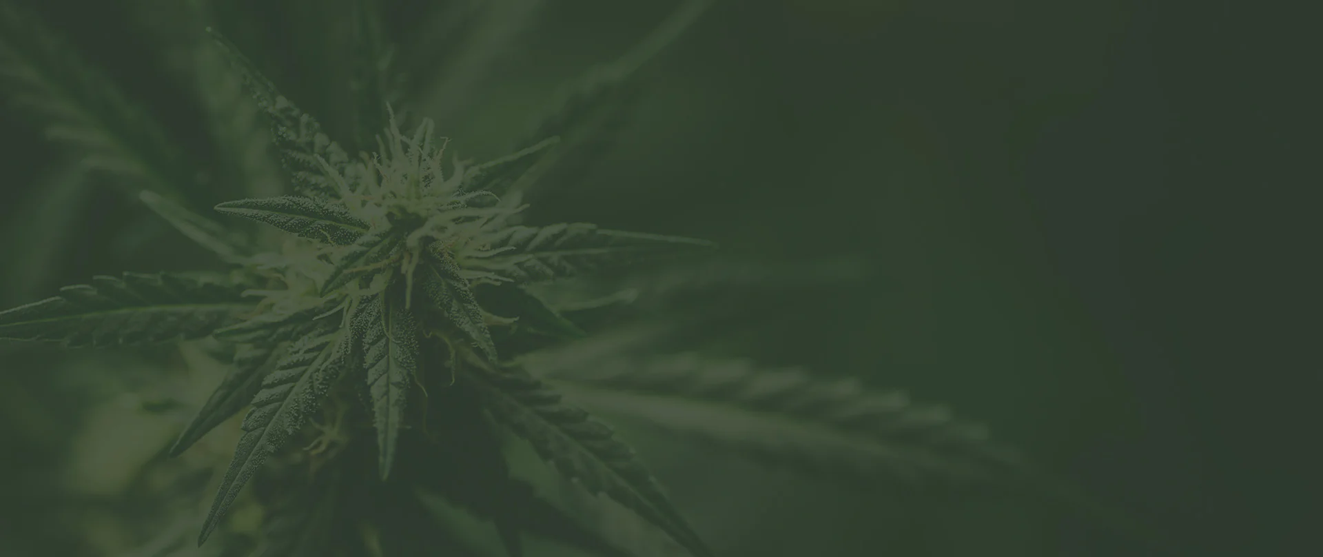 Nutribase - Tu sabrás lo que plantas